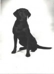 Maternal Ancestor: NAFC FC River Oaks Rascal, b. 1968